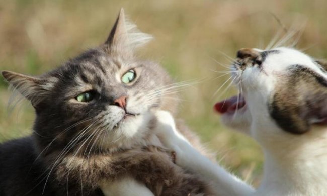 Профи без мандата: "курсы мордобоя" от котов-политиков