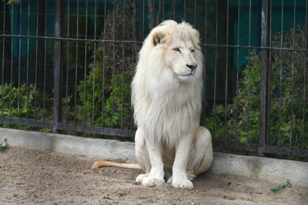 У мережу злили фото "царя" бердянського зоопарку - груди колесом і розкішна біла грива
