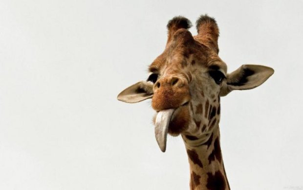 Зоологи розкрили секрет довгої шиї жирафів
