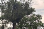 Последствия непогоды в Митрополичьих садах Львова