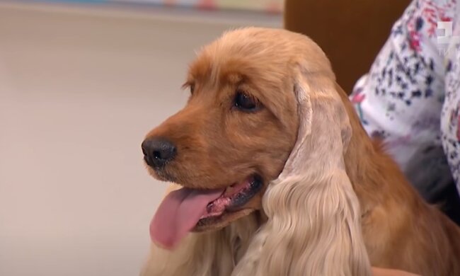 Собака. Фото скриншот из Youtube