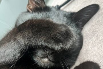 Котик, фото из соцсетей