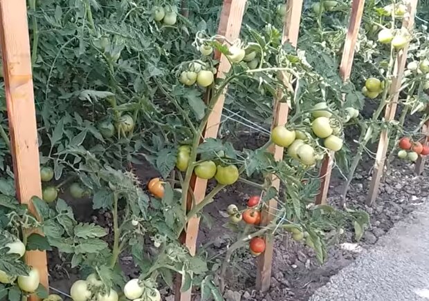 Выращивание помидоров, кадр с видео