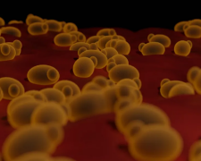 Мікроби / фото: Livescience