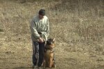 Вигул собак, кадр з відео
