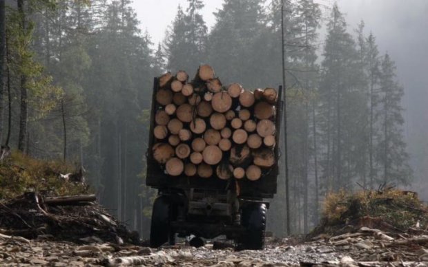 Эксперты показали будущее украинских лесов после концессии