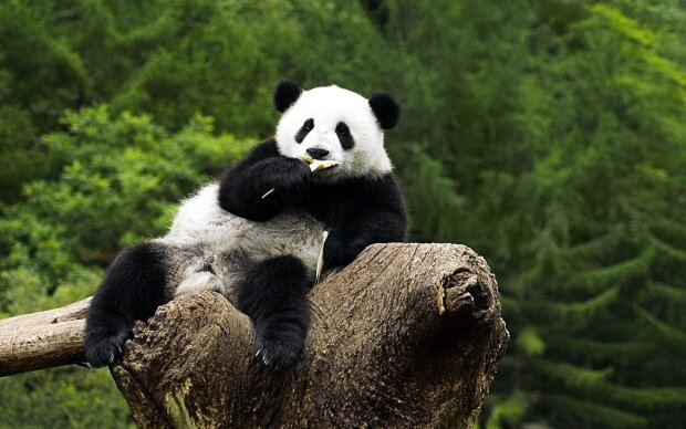 Дерево раздора: парочка панд устроила драку за право быть сверху, в ход шли зубы, когти и обаяние