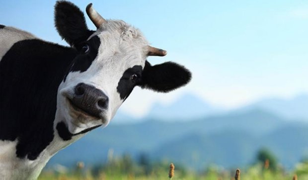 17-річна дівчина вкрала корову на Буковині