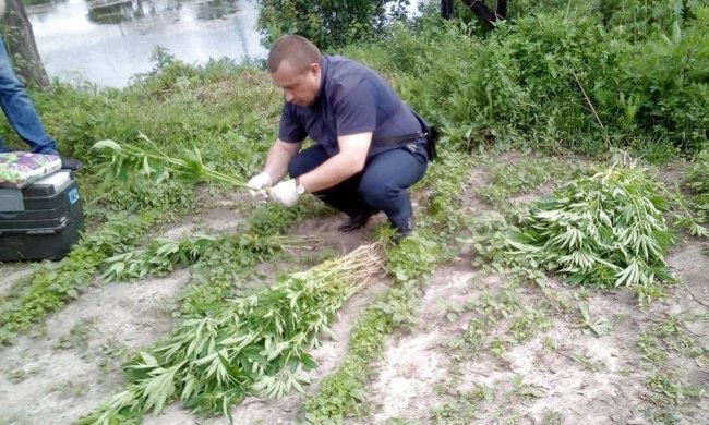 В Одессе схватили отчаянную домохозяйку: плантация мака - "на пироги"