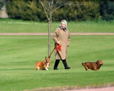 Собаки британской королевы, фото: GLOBALLOOKPRESS.COM