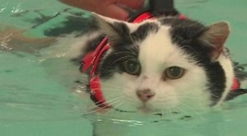 Кот переборол страх воды ради похудения (ВИДЕО)