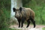 Дикі кабани псують життя селянам і охороняють бурштин