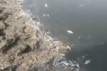 Сдохла вся рыба – на Тернопольщине люди бьют тревогу из-за произвола фермеров