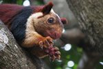 Ratufa indica