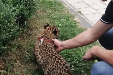 Франківчанин завів леопарда замість кішки, сусіди в жаху: "Душить курей і лякає бабусь"