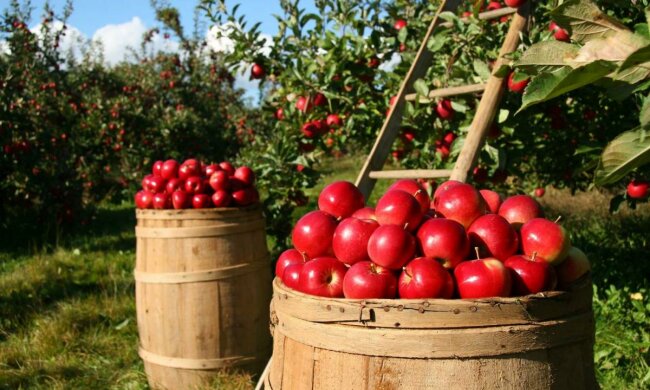 Международный день борьбы с пестицидами, фото: agriexpert.ru