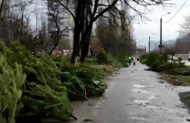 Брошенные елки в Одессе, скриншот: YouTube