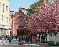 Цвітіння сакури у Києві, Уніан