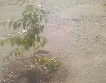 В ямах висадили дерева, скріншот з відео