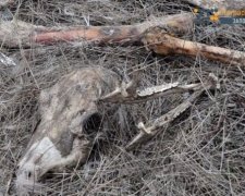 В украинском заповеднике от голода погибают животные (фото, видео)