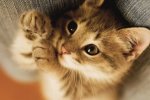 Британцы перевели язык котов