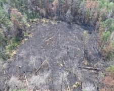 Пожежу радіаційного лісу загасили літаками