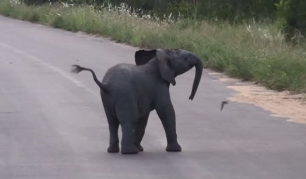 Набирает популярность видео со слоненком, играющим с ласточками (видео)