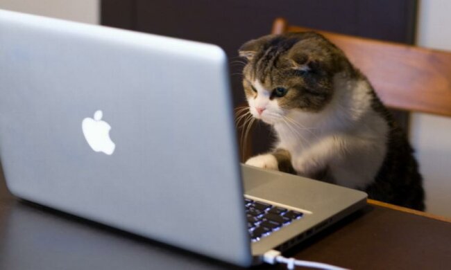 Зникнення Путіна і Ліга чемпіонів - що запитують українці у "Яндекса"