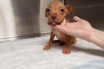 Історія Кориці, цуценяти з незвичайними вушками, зворушила всю мережу