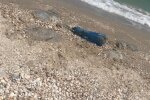Туристів на Азовському морі атакують кусючі тварюки, і це не медузи — жалять прямо у воді
