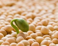 Які продукти підтримують живіт плоским