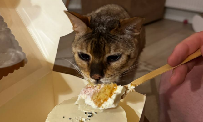 Котик, фото: Знай.ua