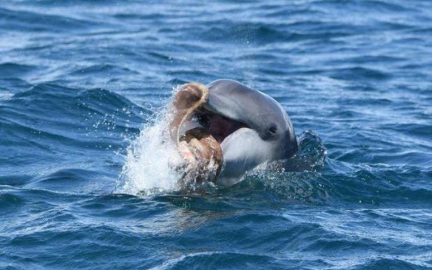 Thug life: осьминог поставил на место дерзкого дельфина