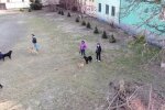 Київських собачників ощасливили на Подолі: цілий парк для прогулянок