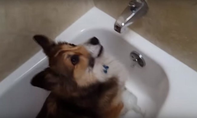 YouTube підкорила собака-любителька душу (відео)