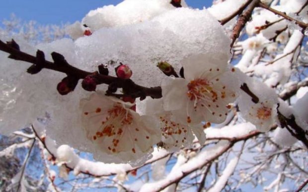 Суровый май: на Украину надвигаются заморозки