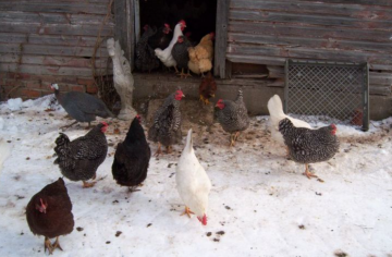 Курки, кадр з відео