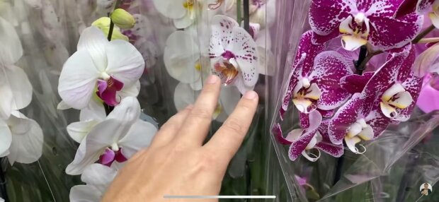 Орхидеи, фото: скриншот из видео