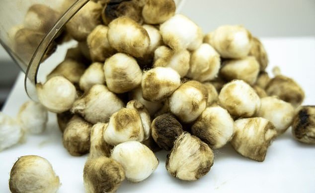 Вчені продемонстрували шкоду від куріння і вейпа на ваті