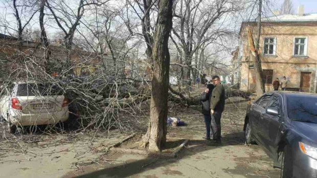 в Одессе дерево убило женщину, фото: dumskaya