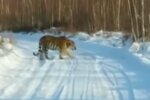 Тигр, кадр из видео