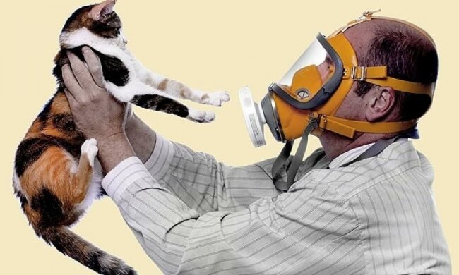 Как ужиться с аллергией на кошек