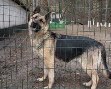 У київському метро чергуватимуть собаки