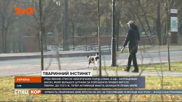 Опасные собаки, фото: скриншот из видео