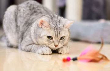 Котик, фото из свободных источников