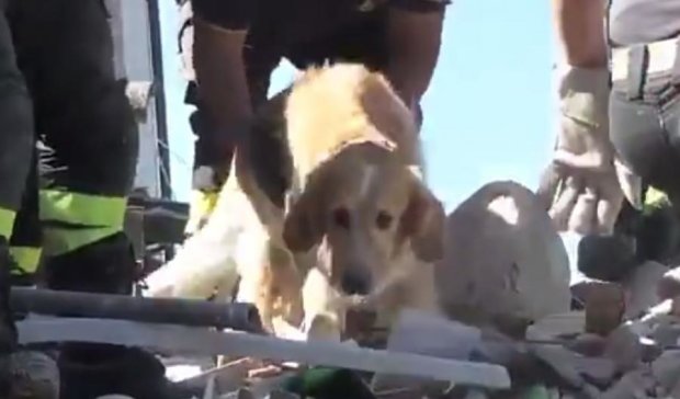 Дивовижний порятунок собаки з-під завалів в Італії (відео)