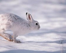 Унікальний "дрифтовий" м'яз допомагає зайцю виживати
