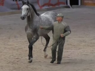 Коні на скачках. Фото: скриншот Youtube