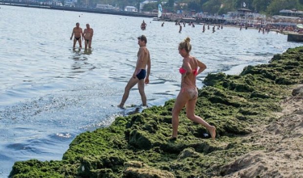 Одесские пляжи атаковали жуткие водоросли (фото)