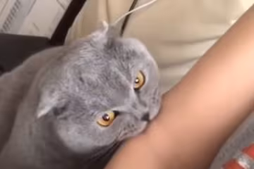 Скрин, видео YouTube кошка